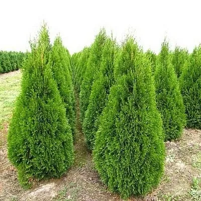 Туя СМАРАГД западная в Екатеринбурге