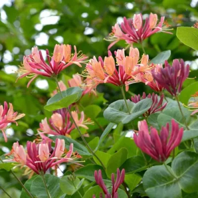 Жимолость ГЕКРОТА в Екатеринбурге