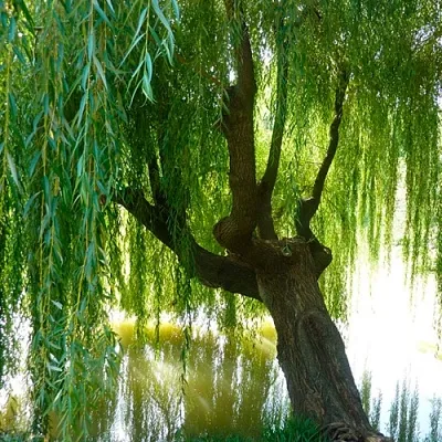 Ива  Ива в Екатеринбурге