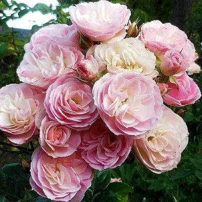 Саженцы роз БУКЕТ ПАРФЕ мускусная  Саженцы роз БУКЕТ ПАРФЕ мускусная в Екатеринбурге