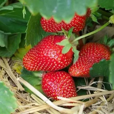 Клубника МОНТЕРЕЙ ремонтантная  Клубника МОНТЕРЕЙ ремонтантная в Екатеринбурге