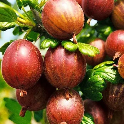 Крыжовник ШЕРШНЕВСКИЙ  Крыжовник ШЕРШНЕВСКИЙ в Екатеринбурге