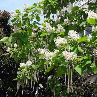 Катальпа  Катальпа в Екатеринбурге