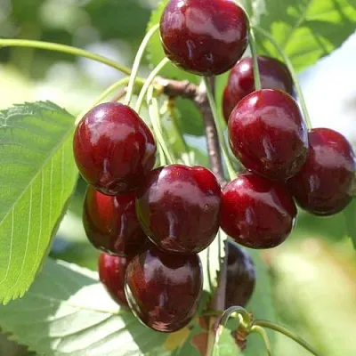 Черешня ОВСТУЖЕНКА в Екатеринбурге