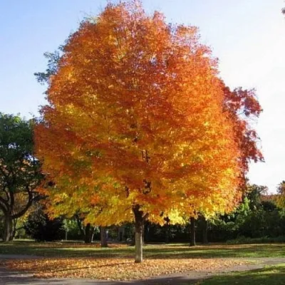 Клен серебристый  Клен серебристый в Екатеринбурге