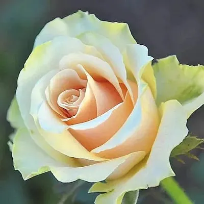 Саженцы роз ТАЛЕЯ чайно-гибридная  Саженцы роз ТАЛЕЯ чайно-гибридная в Екатеринбурге