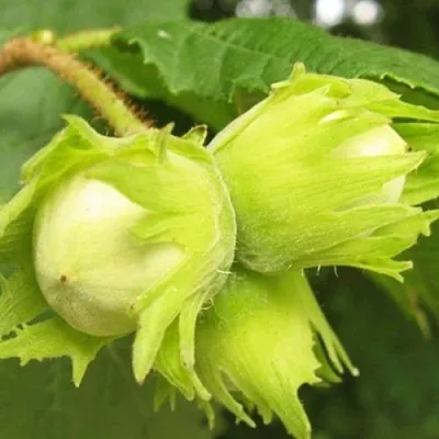 Фундук КАТАЛОНСКИЙ  Фундук КАТАЛОНСКИЙ в Екатеринбурге