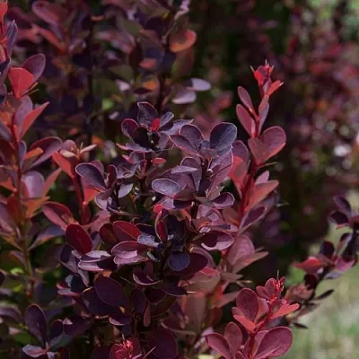 Барбарис ХЕЛМОНД ПИЛЛАР тунберга  Барбарис ХЕЛМОНД ПИЛЛАР тунберга в Екатеринбурге