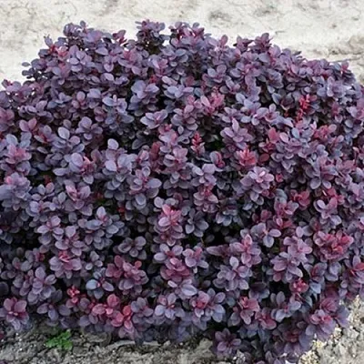 Барбарис КОНКОРД тунберга  Барбарис КОНКОРД тунберга в Екатеринбурге