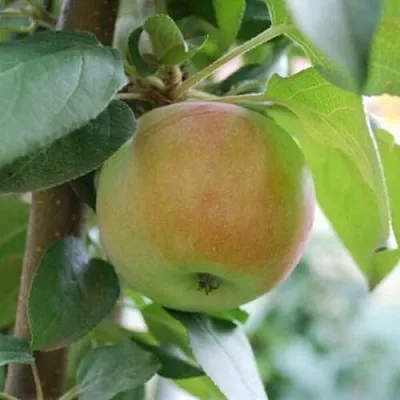 Яблоня ПОДСНЕЖНИК стелющаяся в Екатеринбурге