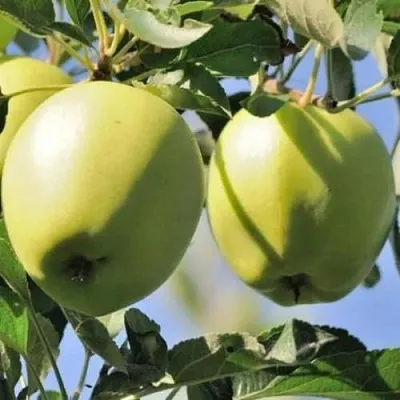 Яблоня САХАРНАЯ в Екатеринбурге