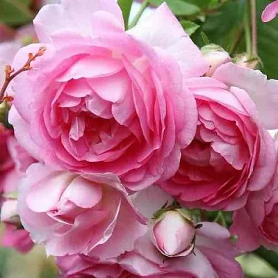 Саженцы роз ЖАСМИНА плетистая  Саженцы роз ЖАСМИНА плетистая в Екатеринбурге