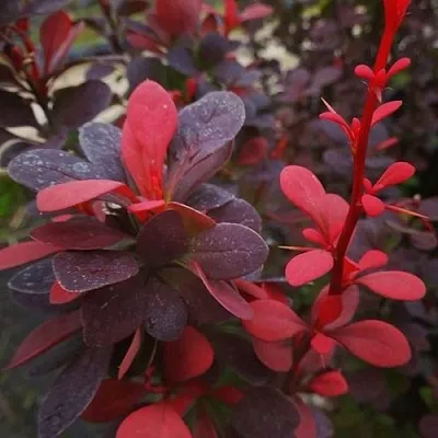 Барбарис РЕД ПИЛЛАР тунберга  Барбарис РЕД ПИЛЛАР тунберга в Екатеринбурге