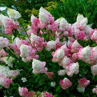 Гортензия  Гортензия в Екатеринбурге