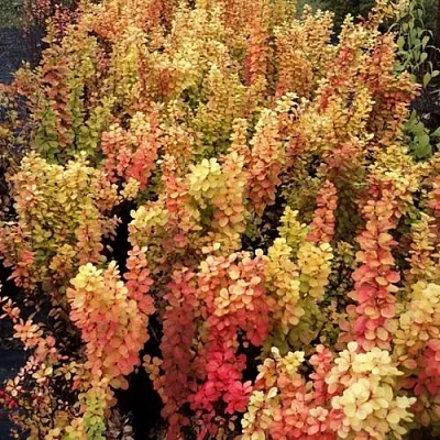 Барбарис САММЕР САНСЕТ тунберга  Барбарис САММЕР САНСЕТ тунберга в Екатеринбурге