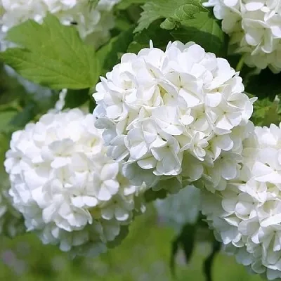 Калина декоративная  Калина декоративная в Екатеринбурге