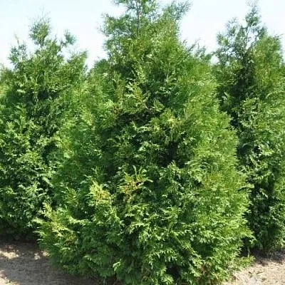 Туя ВАКСЕН западная  Туя ВАКСЕН западная в Екатеринбурге