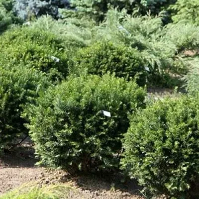 Тис НАНА остроконечный   Тис НАНА остроконечный  в Екатеринбурге