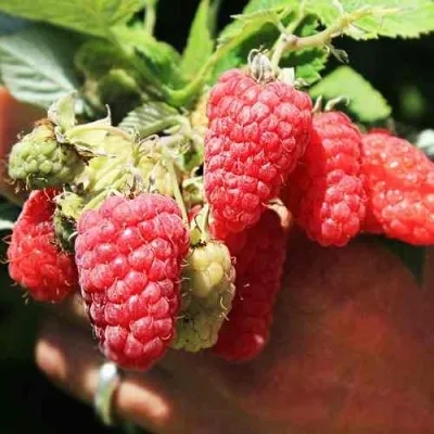 Малина ПАТРИЦИЯ — описание сорта Малина ПАТРИЦИЯ в Екатеринбурге