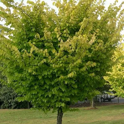 Вяз обыкновенный  Вяз обыкновенный в Екатеринбурге