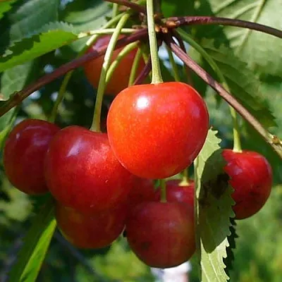 Черешня ФАТЕЖ в Екатеринбурге