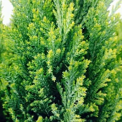 Кипарисовик  Кипарисовик в Екатеринбурге