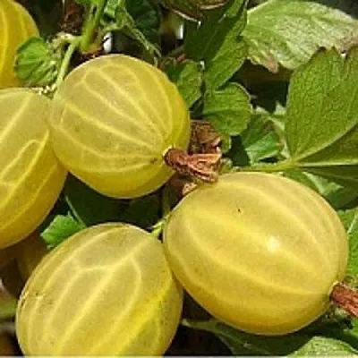 Крыжовник ЯРОВОЙ  Крыжовник ЯРОВОЙ в Екатеринбурге