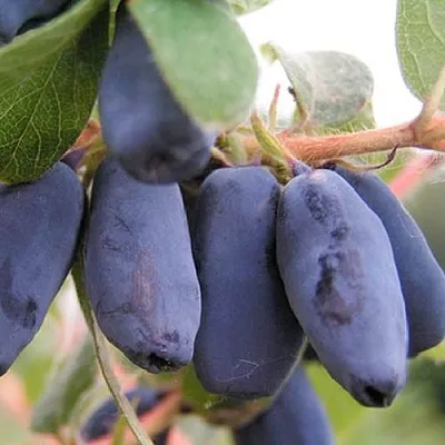 Жимолость съедобная ЛАКОМКА в Екатеринбурге