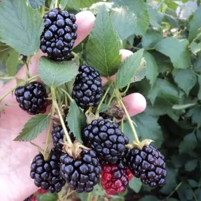 Ежевика ОУАЧИТА бесшипная — описание сорта Ежевика ОУАЧИТА бесшипная в Екатеринбурге