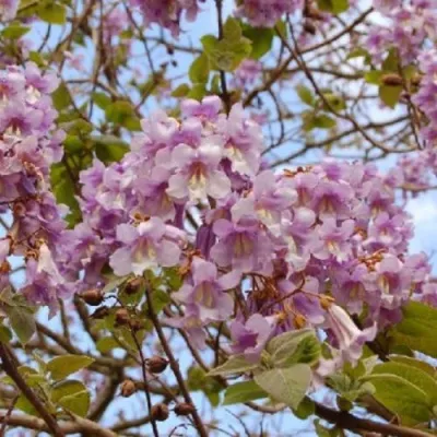 Павлония ПАО ТОГН Z07 — описание сорта Павлония ПАО ТОГН Z07 в Екатеринбурге