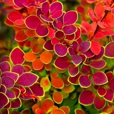 Барбарис ОРАНЖ САНРАЙЗ тунберга  Барбарис ОРАНЖ САНРАЙЗ тунберга в Екатеринбурге