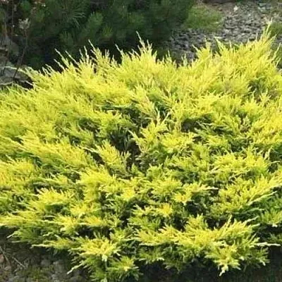 Можжевельник ЛАЙМ ГЛОУ горизонтальный  Можжевельник ЛАЙМ ГЛОУ горизонтальный в Екатеринбурге