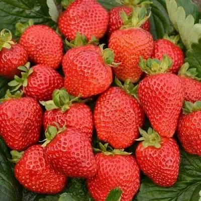 Клубника САН АНДРЕАС ремонтантная  Клубника САН АНДРЕАС ремонтантная в Екатеринбурге