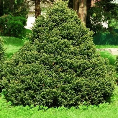 Ель ОЛЕНДОРФИ обыкновенная  Ель ОЛЕНДОРФИ обыкновенная в Екатеринбурге