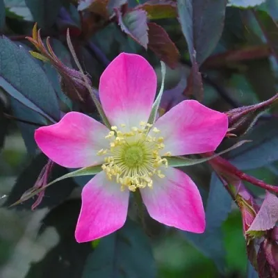 Саженцы роз сизая — описание сорта Саженцы роз сизая в Екатеринбурге