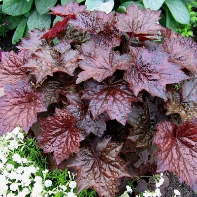 Гейхера ПАЛАС ПУРПЛ  Гейхера ПАЛАС ПУРПЛ в Екатеринбурге