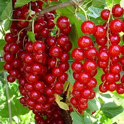 Смородина красная ЙОНКЕР ВАН ТЕТС  Смородина красная ЙОНКЕР ВАН ТЕТС в Екатеринбурге