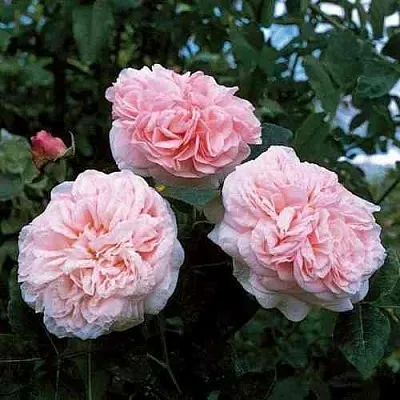 Саженцы роз КЛЭР РОУЗ английская  Саженцы роз КЛЭР РОУЗ английская в Екатеринбурге