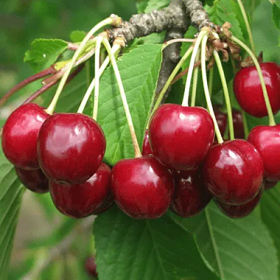 Черешня ГРОНКОВАЯ  Черешня ГРОНКОВАЯ в Екатеринбурге