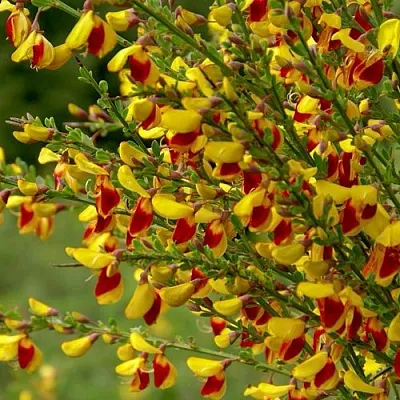 Ракитник  Ракитник в Екатеринбурге