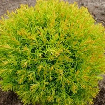 Туя АННИЕК западная в Екатеринбурге