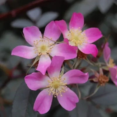 Саженцы роз сизая — описание сорта Саженцы роз сизая в Екатеринбурге