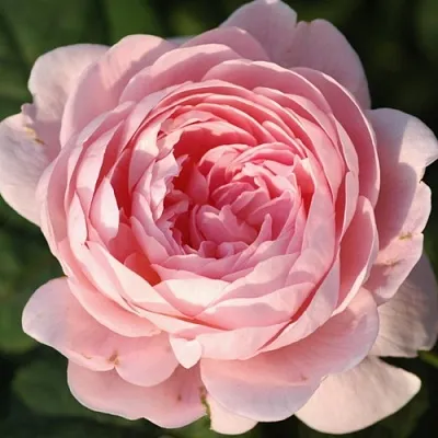 Саженцы роз КУИН ОФ СУИДЕН английская  Саженцы роз КУИН ОФ СУИДЕН английская в Екатеринбурге