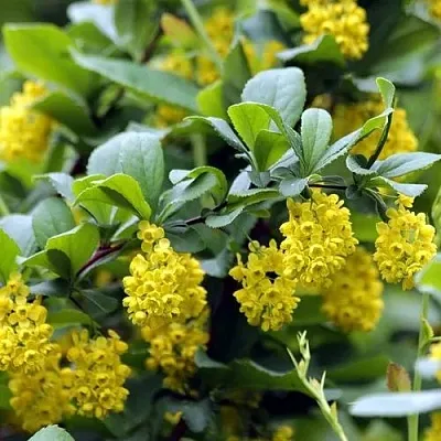 Барбарис корейский  Барбарис корейский в Екатеринбурге