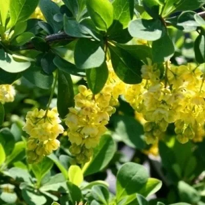 Барбарис ИНДИАН САММЕР   Барбарис ИНДИАН САММЕР  в Екатеринбурге