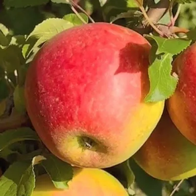 Яблоня САКАВИТА  Яблоня САКАВИТА в Екатеринбурге