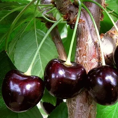 Черешня ДОНЕЦКИЙ УГОЛЁК в Екатеринбурге