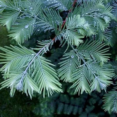 Метасеквойя  Метасеквойя в Екатеринбурге