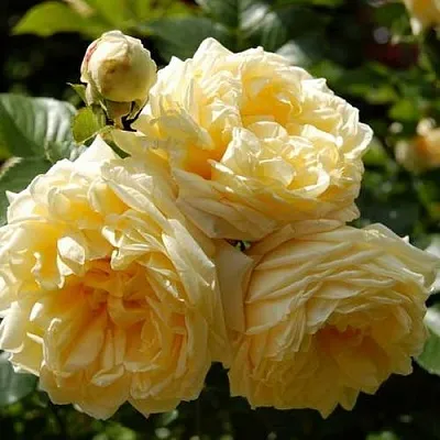 Саженцы роз НАДЯ МЕЙДИЛАНД почвопокровная  Саженцы роз НАДЯ МЕЙДИЛАНД почвопокровная в Екатеринбурге