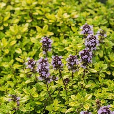 Тимьян АУРЕУС лимоннопахнущий  Тимьян АУРЕУС лимоннопахнущий в Екатеринбурге